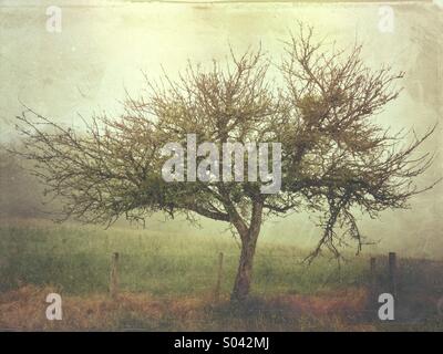 Apple tree in field on foggy morning Stock Photo