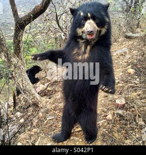 Spectacled Bear (Tremarctos ornatus) young female standing, Chaparri Reserve, Peru Stock Photo