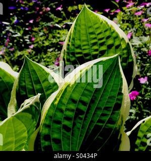 Hosta Stock Photo