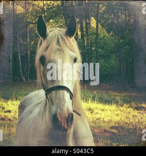 White horse in field Stock Photo