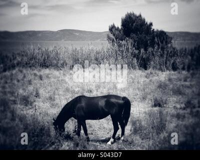 Lone horse grazing in a field by the sea Stock Photo