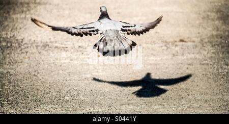 Rock pigeon take off from the ground to show freedom Stock Photo