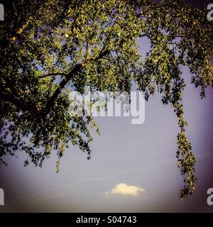 Tree with hanging branches and a single white cloud in a blue sky Stock Photo