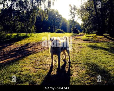 Dog standing on a path with trees and sunshine in background Stock Photo