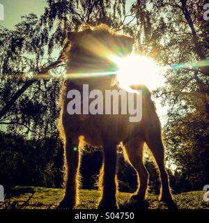Dog with sun streaming through trees in background Stock Photo