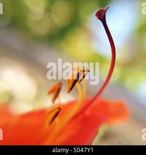 Macro of an orange flower Stock Photo