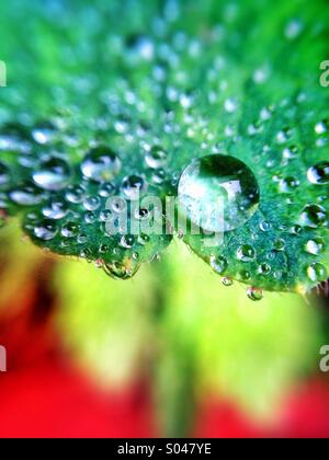 Water droplets on leaf, close up