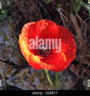 Red poppy (Papaver rhoeas)
