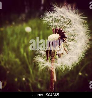 Summer blooms Stock Photo