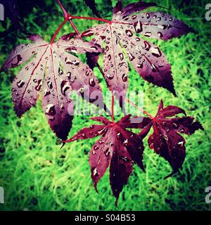 Red Acer leaves in the rain Stock Photo