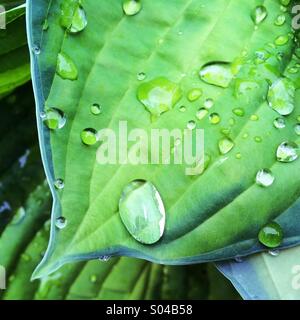 Rain drops on hosta leaf Stock Photo