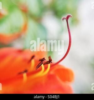 Macro of an orange flower Stock Photo