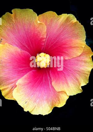 Pink yellow hibiscus flower Stock Photo