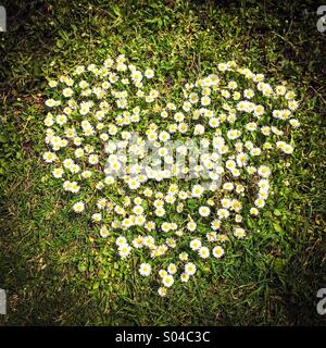 Heart made of daisies Stock Photo