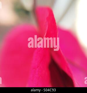 Macro of a pink Bougainville flower Stock Photo