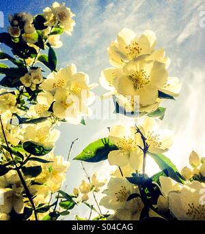 Orange blossom in garden with sun and cloudy blue sky in background Stock Photo