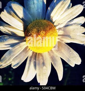 Daisy head Stock Photo