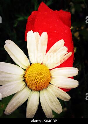 Daisy and poppy Stock Photo