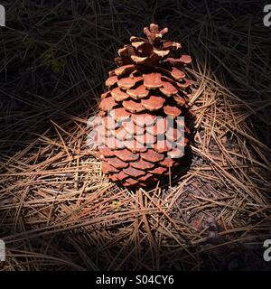 Ponderosa pine cone on forest floor, Lassen Volcanic National Park, California Stock Photo