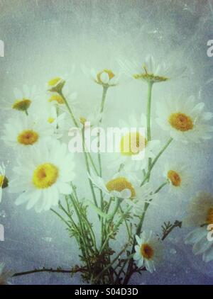 White daisy flowers Stock Photo