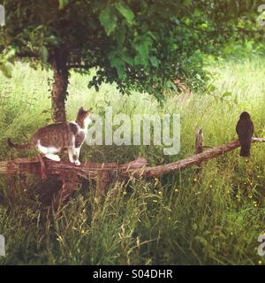 Cat stalking a crow sitting on an old plow in field Stock Photo