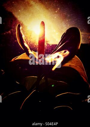 Backlit Anthurium flower Stock Photo