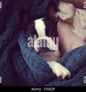 French Bulldog puppy Stock Photo