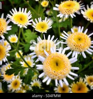 White and yellow flowers Stock Photo