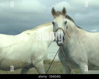 White horses running free in Algarve , Portugal Stock Photo
