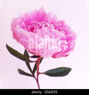 Pink peony flower Stock Photo