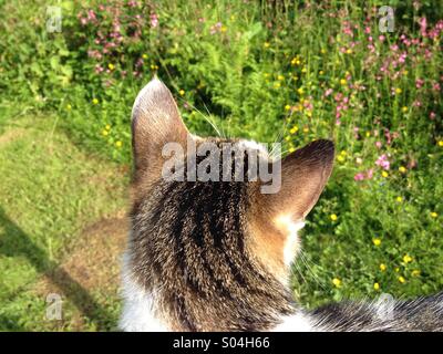 Cat outdoors in spring flowers, close up view from behind Stock Photo