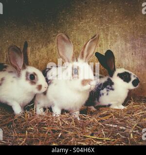 Young rabbits in cage Stock Photo