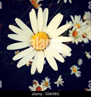 Daisy flower Stock Photo