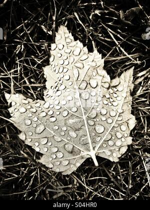 Dew drops on leaf Stock Photo