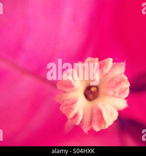 Macro of a Bougainville flower Stock Photo