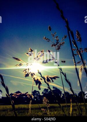 Looking up to sun through grass seeds with hill in background Stock Photo