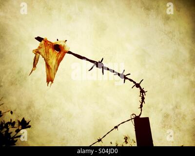 Scrap of plastic bag caught on barbed wire Stock Photo