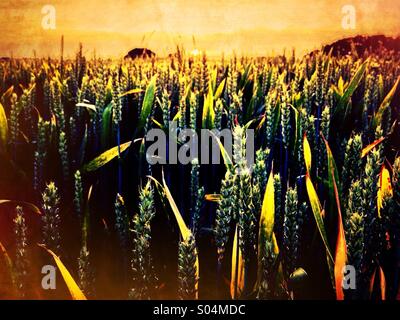 Sunset over wheat field Stock Photo