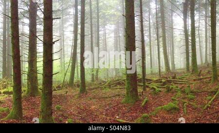 Beautiful foggy forest trees