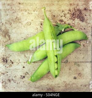 Green pea pods (Pisum sativum), freshly picked from garden, one open showing seeds. Stock Photo