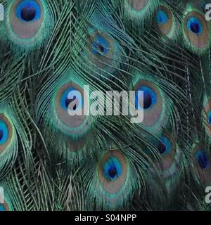 Close up of a Peacock's feathers Stock Photo