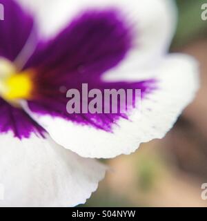 Macro of a white and purple flower