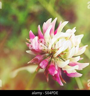 Purple clover Stock Photo
