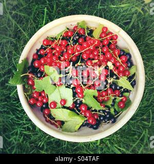 Black currant (Ribes nigrum) and red currant (Ribes rubrum) berries in a bowl in grass Stock Photo