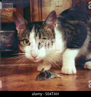Cat catching a mouse inside of home Stock Photo