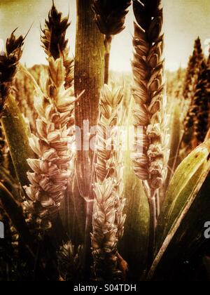 Wheat ripening in a field on Hampshire, UK Stock Photo