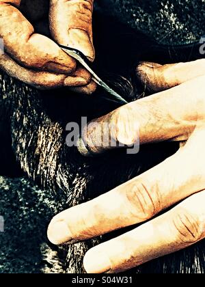 Close up of man using a nit comb on border terrier dog Stock Photo