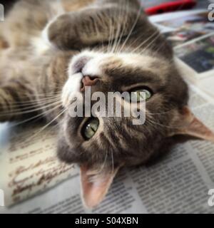 Upside-down cat Stock Photo