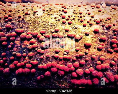 Fungus growing on tree trunk Stock Photo