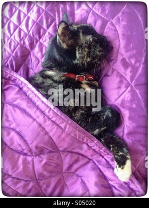 Cat in a bed. Stock Photo